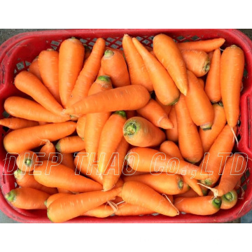 FRESH CARROT